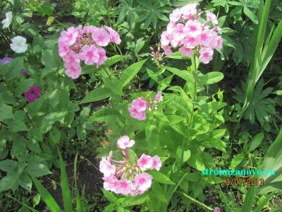  
Цветы в саду