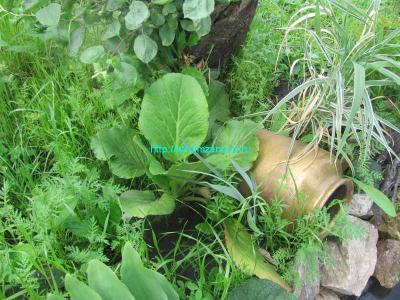 Как сделать пруд на даче
Как сделать пруд на даче