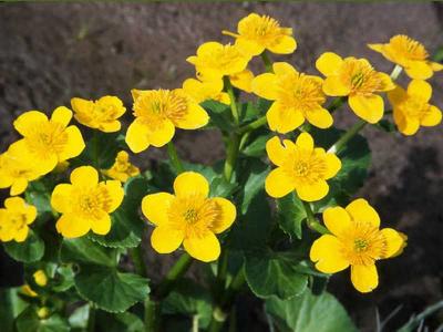  
Растения водоёма