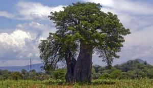 Отделка парилки в бане Отделка парилки в бане