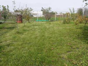  
Газон своими руками