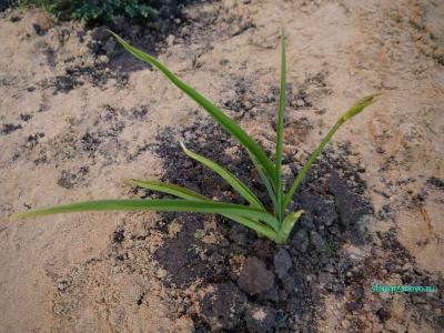 Ландшафтный дизайн участка
Ландшафтный дизайн участка