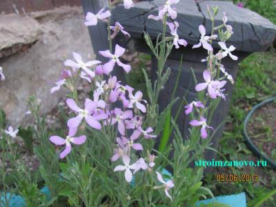  
Цветы в саду