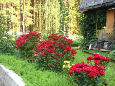 Выращивание роз: проблемы, с которыми столкнетесь