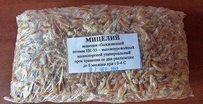 Выращивание грибов в домашних условиях: главные особенности и инструкция для новичков Выращивание грибов в домашних условиях: главные особенности и инструкция для новичков