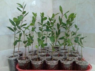 Лавровое дерево — выращиваем самостоятельно