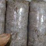 Выращивание грибов в домашних условиях: главные особенности и инструкция для новичков Выращивание грибов в домашних условиях: главные особенности и инструкция для новичков