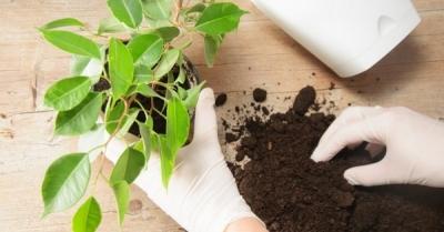 Пересадка комнатных растений — главные правила