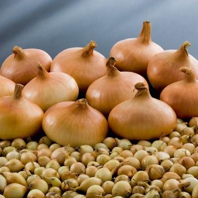 Как вырастить лук из семян за один сезон? Лучшие рекомендации и главные советы