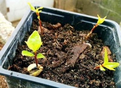 Лавровое дерево — выращиваем самостоятельно