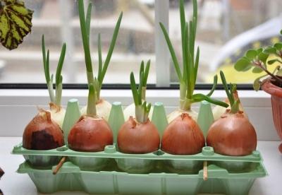 Как вырастить лук из семян за один сезон? Лучшие рекомендации и главные советы
