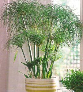 Какая должна быть влажность в квартире Какая должна быть влажность в квартире