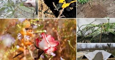 Пересадка комнатных растений — главные правила