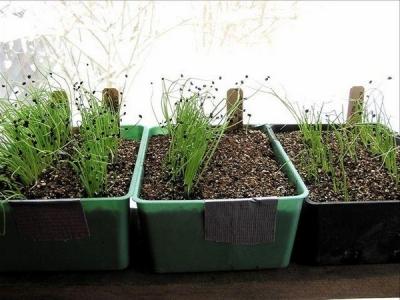 Как вырастить лук из семян за один сезон? Лучшие рекомендации и главные советы