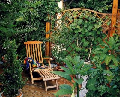 Живая изгородь на даче своими руками: какие растения лучше выбрать, пошаговый процесс монтажа Живая изгородь на даче своими руками: какие растения лучше выбрать, пошаговый процесс монтажа