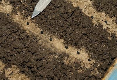 Как вырастить лук из семян за один сезон? Лучшие рекомендации и главные советы