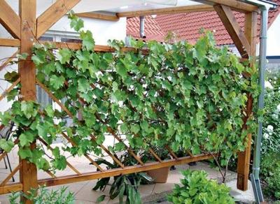 Живая изгородь на даче своими руками: какие растения лучше выбрать, пошаговый процесс монтажа Живая изгородь на даче своими руками: какие растения лучше выбрать, пошаговый процесс монтажа