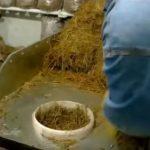 Выращивание грибов в домашних условиях: главные особенности и инструкция для новичков Выращивание грибов в домашних условиях: главные особенности и инструкция для новичков