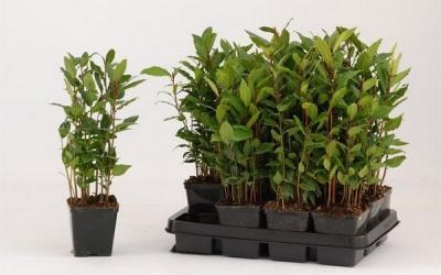 Лавровое дерево — выращиваем самостоятельно