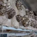 Выращивание грибов в домашних условиях: главные особенности и инструкция для новичков Выращивание грибов в домашних условиях: главные особенности и инструкция для новичков