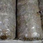 Выращивание грибов в домашних условиях: главные особенности и инструкция для новичков Выращивание грибов в домашних условиях: главные особенности и инструкция для новичков