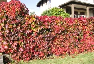 Живая изгородь на даче своими руками: какие растения лучше выбрать, пошаговый процесс монтажа Живая изгородь на даче своими руками: какие растения лучше выбрать, пошаговый процесс монтажа