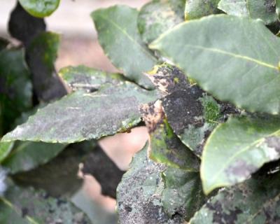 Лавровое дерево — выращиваем самостоятельно