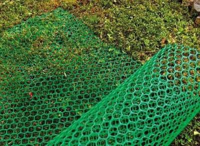 Живая изгородь на даче своими руками: какие растения лучше выбрать, пошаговый процесс монтажа Живая изгородь на даче своими руками: какие растения лучше выбрать, пошаговый процесс монтажа