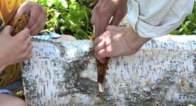 Выращивание грибов в домашних условиях: главные особенности и инструкция для новичков Выращивание грибов в домашних условиях: главные особенности и инструкция для новичков