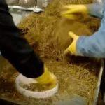 Выращивание грибов в домашних условиях: главные особенности и инструкция для новичков Выращивание грибов в домашних условиях: главные особенности и инструкция для новичков