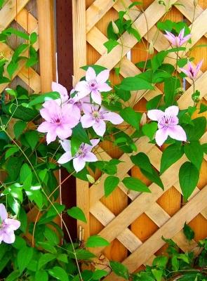 Живая изгородь на даче своими руками: какие растения лучше выбрать, пошаговый процесс монтажа Живая изгородь на даче своими руками: какие растения лучше выбрать, пошаговый процесс монтажа