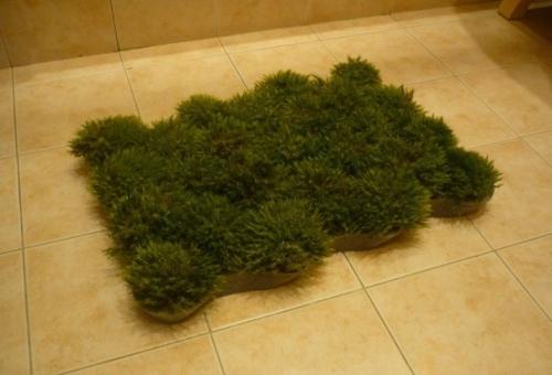 Живой коврик в ванную комнату