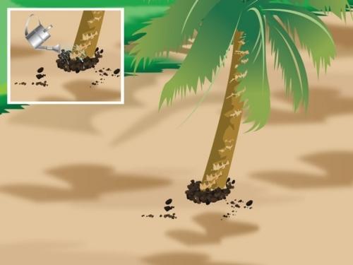 Как посадить пальму на участке Как посадить пальму на участке