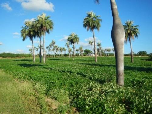 Как посадить пальму на участке Как посадить пальму на участке