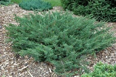 Можжевельник Блю Альпс: особенности посадки и ухода