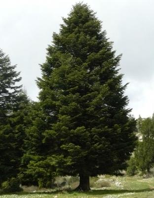 Беседки из дерева своими руками: фото чертежи и строительный процесс пошагово