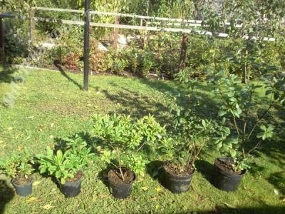 Рододендрон листопадный в дизайне сада: использование, выращивание и уход