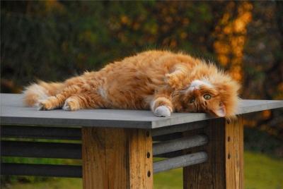 Стол для дачи своими руками: делаем деревянные столы для дачи самостоятельно, изучив пошаговые инструкции Стол для дачи своими руками: делаем деревянные столы для дачи самостоятельно, изучив пошаговые инструкции