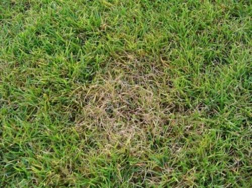 Красивый газон: основные правила ухода