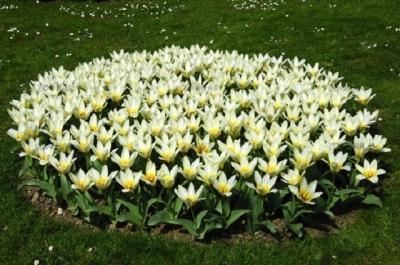 Клумба своими руками: делаем клумбу из подручных материалов на даче Клумба своими руками: делаем клумбу из подручных материалов на даче