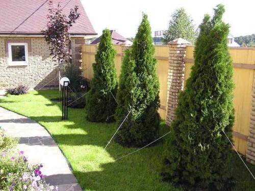 Крупномерные деревья: благоустраиваем приусадебный участок