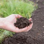 Василистник делавея — очаровательное украшение сада: выращивание и использование в дизайне