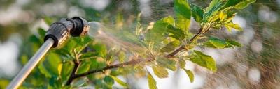 Обработка сада после цветения: чем опрыскивать растения для защиты от вредителей и болезней? Обработка сада после цветения: чем опрыскивать растения для защиты от вредителей и болезней?