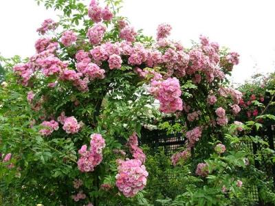 Цветники на даче своими руками: оригинальные идеи по оформлению красивых цветников для начинающих