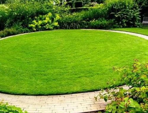 Красивый газон: основные правила ухода