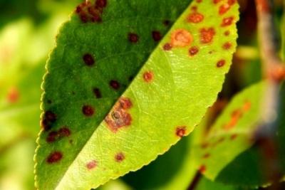 Обработка сада после цветения: чем опрыскивать растения для защиты от вредителей и болезней? Обработка сада после цветения: чем опрыскивать растения для защиты от вредителей и болезней?