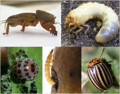 Обработка сада после цветения: чем опрыскивать растения для защиты от вредителей и болезней? Обработка сада после цветения: чем опрыскивать растения для защиты от вредителей и болезней?