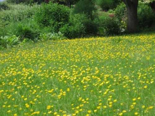 Как правильно стричь газон Как правильно стричь газон