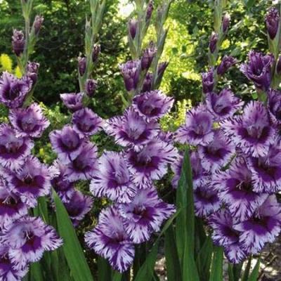 Цветники на даче своими руками: оригинальные идеи по оформлению красивых цветников для начинающих