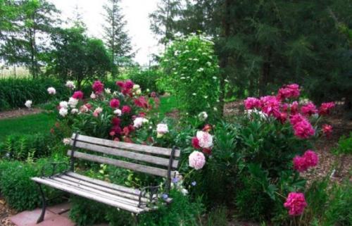 Используем пионы в дизайне участка